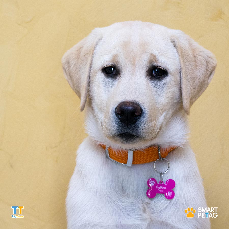 NFC Dog Tag | Smart Pet Tag | Bone Series | 5 Colours ...